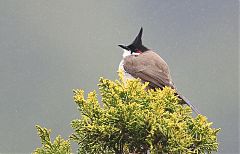 Red-whiskered Bulbul